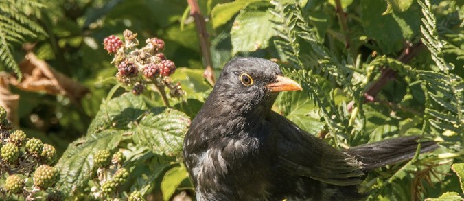 Blackbird-in-brambles-crop2